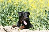 BEAUCERON 941